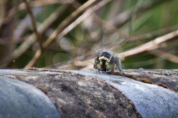 Baby Blue Tit standing on a wall