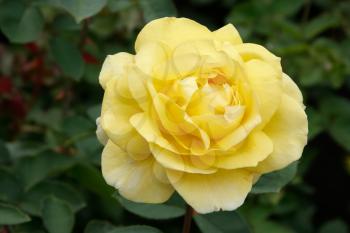 A beautiful yellow Rose (rosa) on display at Butchart Gardens