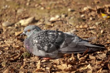 Pigeon sitting on the ground Parco di Monza Italy