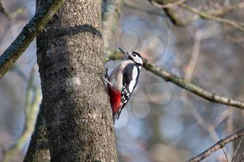 Great Spotted Woodpecker in natural habitat