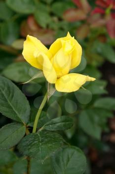 Single Yellow Rose at Butchart Gardens