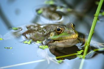 Marsh Frog resting in a pond