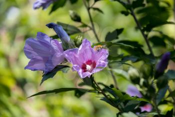 Hibiscus shrub growing and flowering in Torre de' Roveri Italy
