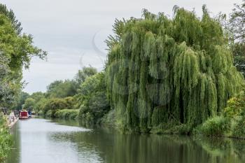 Willow tree on the Kennet and Avon Canal in Aldermaston Berkshire on July 5, 2015. Unidentified people.