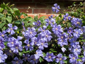 Blue Clematis growing against a brick wall