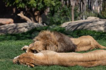 VALENCIA, SPAIN - FEBRUARY 26 : VALENCIA, SPAIN - FEBRUARY 26 : African Lions sleeping at the Bioparc in Valencia Spain on February 26, 2019