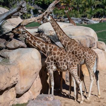 VALENCIA, SPAIN - FEBRUARY 26 : African Giraffes at the Bioparc in Valencia Spain on February 26, 2019