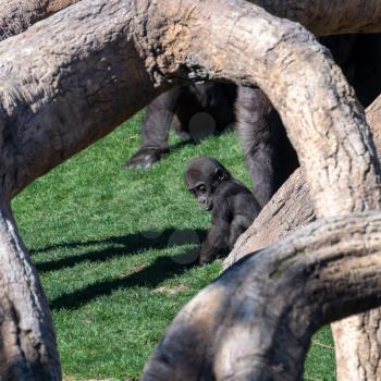 VALENCIA, SPAIN - FEBRUARY 26 : Baby Gorilla at the Bioparc in Valencia Spain on February 26, 2019