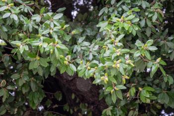 Escarpment Live Oak, Plateau Live Oak, or Plateau Oak (Quercus fusiformis) with acorns