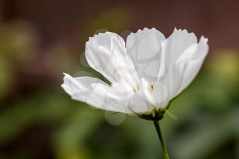 White Cosmos Flower in an english garden