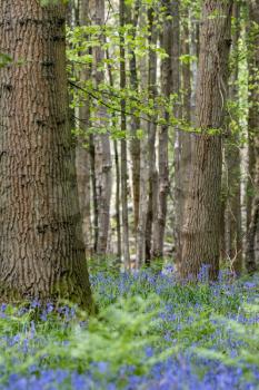 Bluebells flowering in a wood near East Grinstead