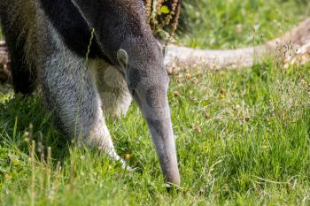 Giant Anteater (Myrmecophaga triductyla) looking for food