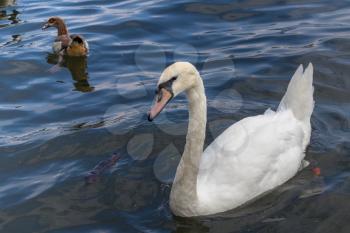Mute Swan and Egyptian Goose on the River Thames at Windsor