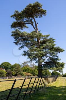 Magnificent Scots pine (Pinus sylvestris) tree near Ardingly