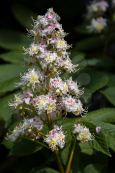 Horse Chestnut flower spike blooming in springtime