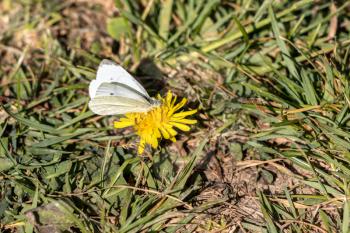 Small Cabbage White butterfly (Pieris rapae) feeding from a Dandelion