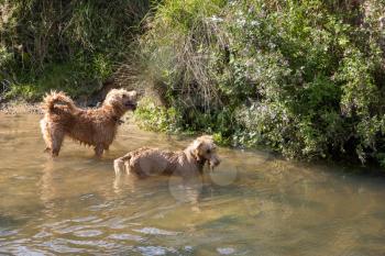 Two dogs in the River Rother at Midhurst on a sunny summers day