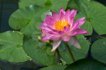 Lotus Flower (Nelumbo nucifera)