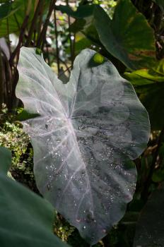 Philodendron Campii leaf