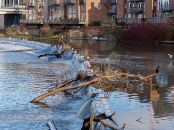DURHAM, COUNTY DURHAM/UK - JANUARY 19 : Cormorant standing on a fallen tree stuck in the weir on the River Wear in Durham, County Durham on January 19, 2018