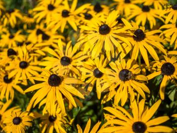 Black-eyed Susan flowers in an English country garden