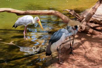 FUENGIROLA, ANDALUCIA/SPAIN - JULY 4 : Black Crowned Cranes and a Yellow-Billed Stork (Mycteria ibis) at the Bioparc in Fuengirola Costa del Sol Spain on July 4, 2017