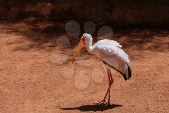 FUENGIROLA, ANDALUCIA/SPAIN - JULY 4 : Yellow-Billed Stork (Mycteria ibis) at the Bioparc in Fuengirola Costa del Sol Spain on July 4, 2017