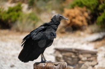 BENALMADENA, ANDALUCIA/SPAIN - JULY 7 : Juvenile Andean Condor (Vultur gryphus) at Mount Calamorro near Benalmadena in Spain on July 7, 2017