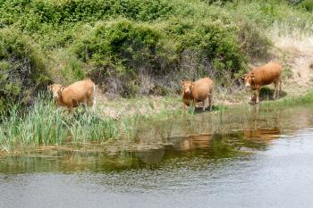 Curious cows walking by a lake in Sardinia