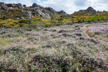 Wild flowers at Capo Testa Sardinia