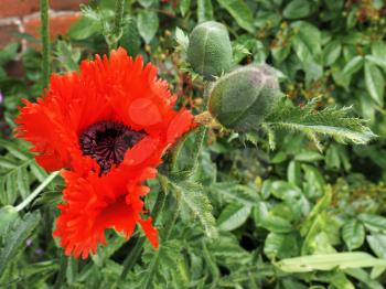 Poppy Flowering at Southwold in Suffolk