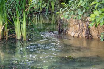 Eurasian Otter (Lutra lutra) swimming through a pond full of algae
