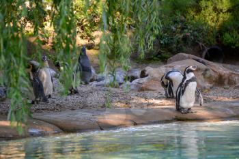 Group of Humboldt Penguins (Spheniscus humboldti) neat the waters edge
