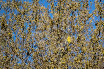 Yellowhammer (Emberiza citrinella) enjoying the spring sunshine