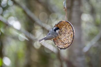 Coal Tit eating from a coconut shell