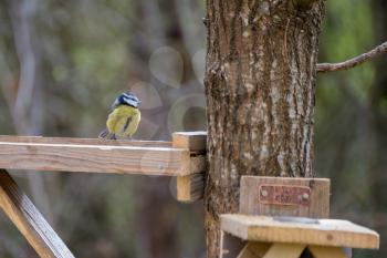 Blue Tit on a wooden table