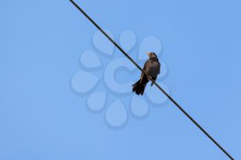 Male Blackbird (Turdus merula) perching on a telephone wire