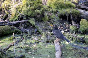 Blackbird perched on a log in the swamp