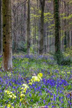View of the Bluebells emerging in Wepham Wood