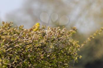 Yellowhammer (Emberiza citrinella) perched in a hedge