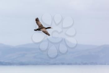 Spotted Shag (Phalacrocorax punctatus) flying over the Otago Peninsula