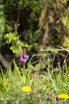 An Early Purple Orchid (Orchis mascula) flowering near East Grinstead