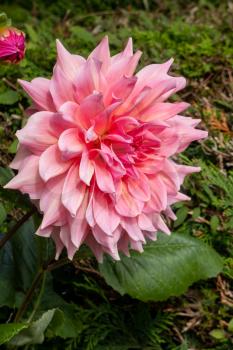 Large pink Dahlia flowering in a garden in Berrynarbor