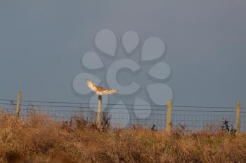 Barn Owl landing on a fence post at Elmley Marshes on a winter's afternoon