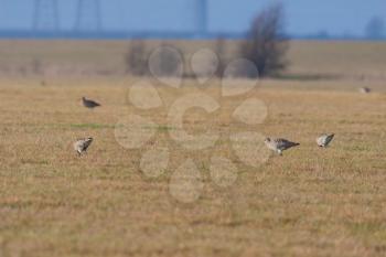Eurasian Curlew (Numenius arquata) looking for food in a filed near Elmley Marshes