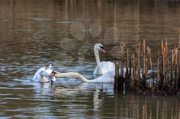 Family of Swans on the lake at Warnham Nature Reserve