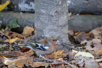 Chaffinch (Fringilla coelebs) standing on the canopy floor