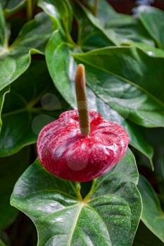 Flamingo Lily (anthurium) flowering in New Zealand