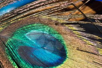 Close up image of a peacock feather as background.