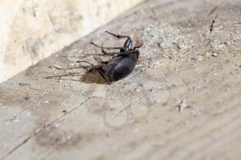 Big beetle of black color on wooden background.